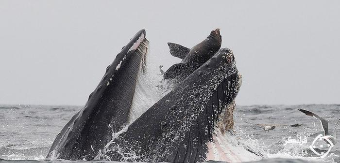 لحظه فرار شیر دریایی از دهان نهنگ