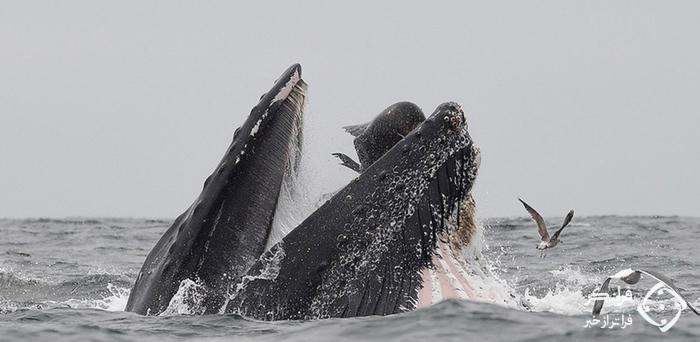 لحظه فرار شیر دریایی از دهان نهنگ