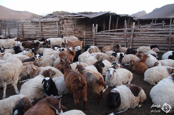 گوسفند مغولی